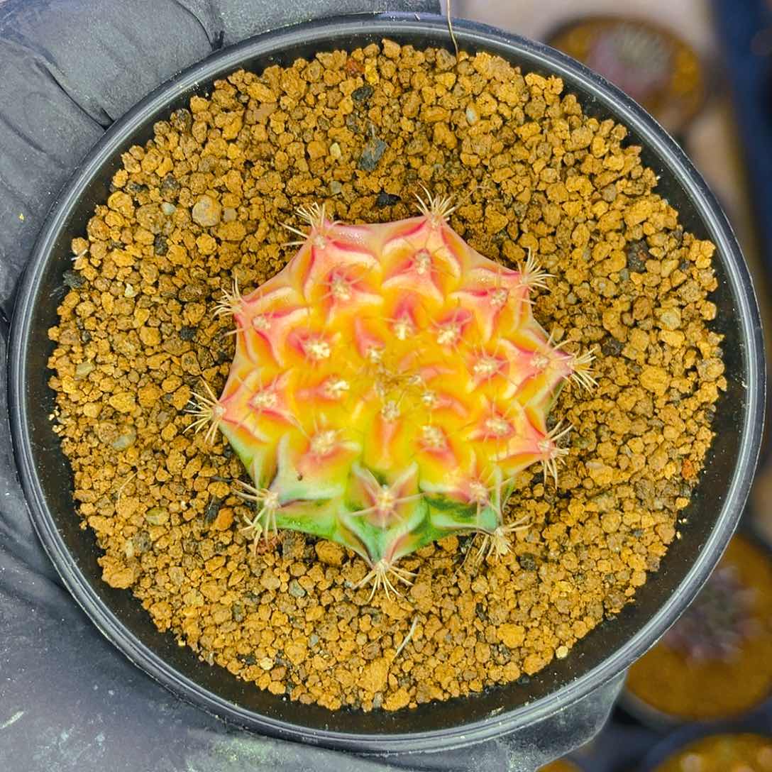 米哈洛维奇 实生02