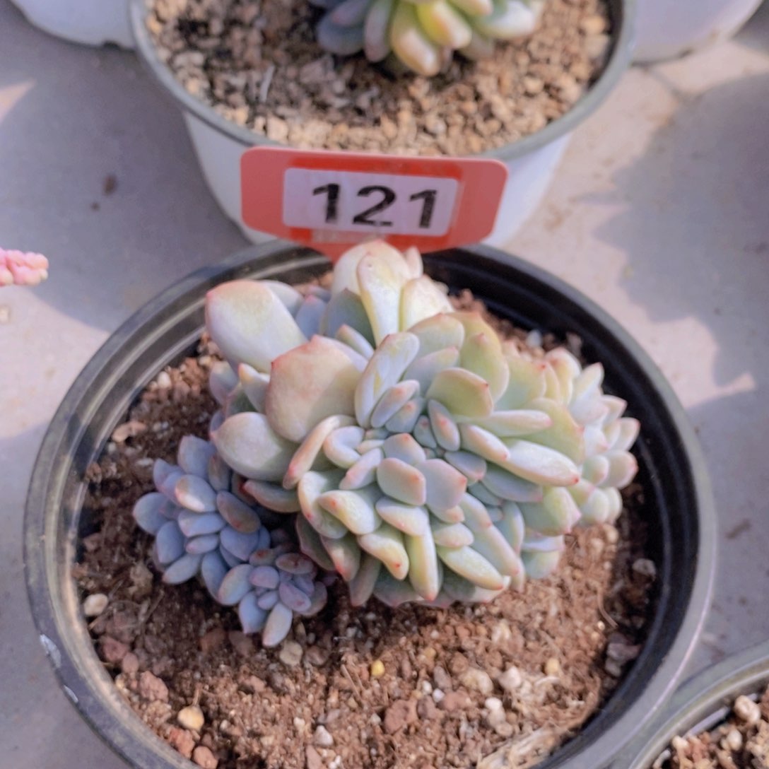 121多肉植物111111