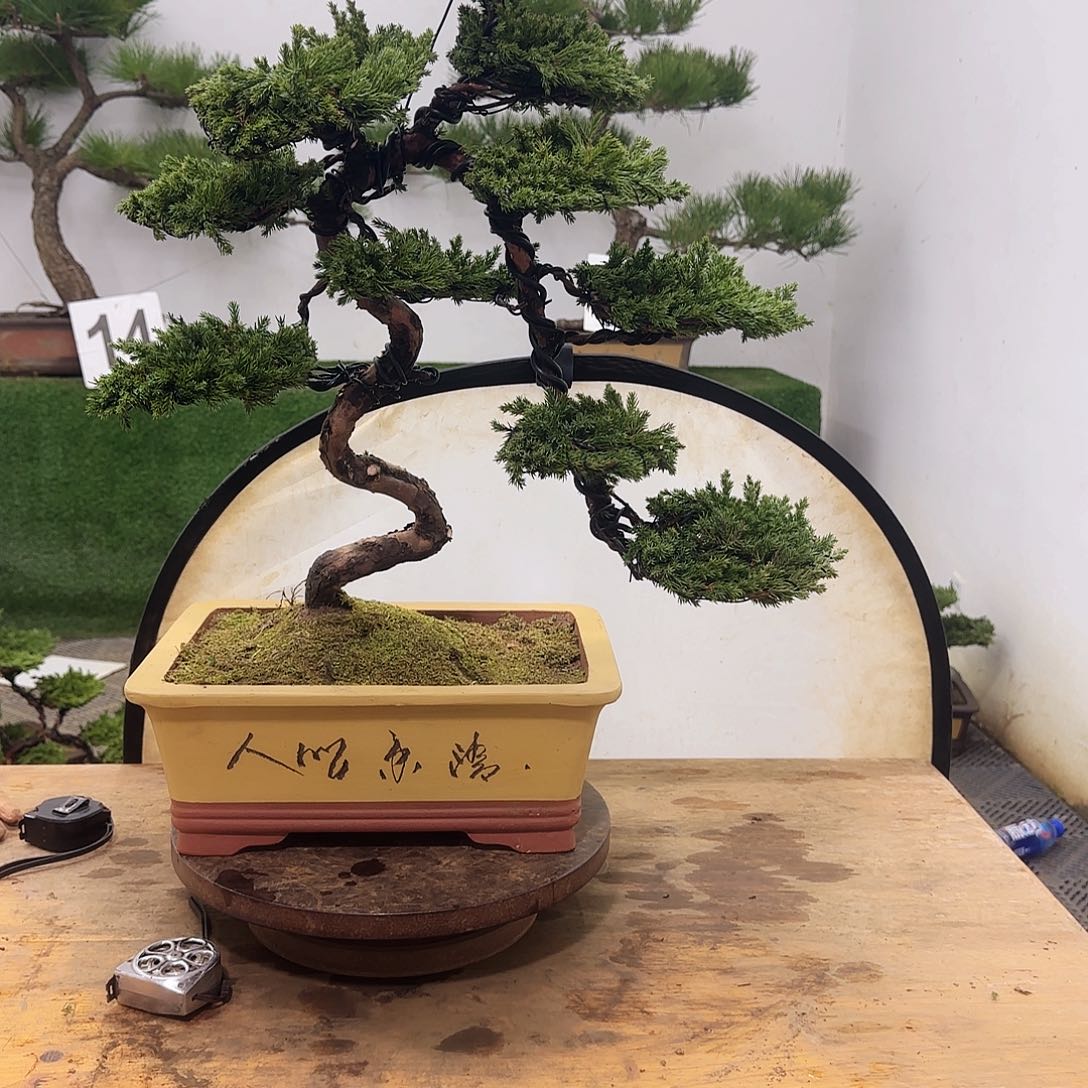 无花朵江****叔盆景盆景盆景盆景