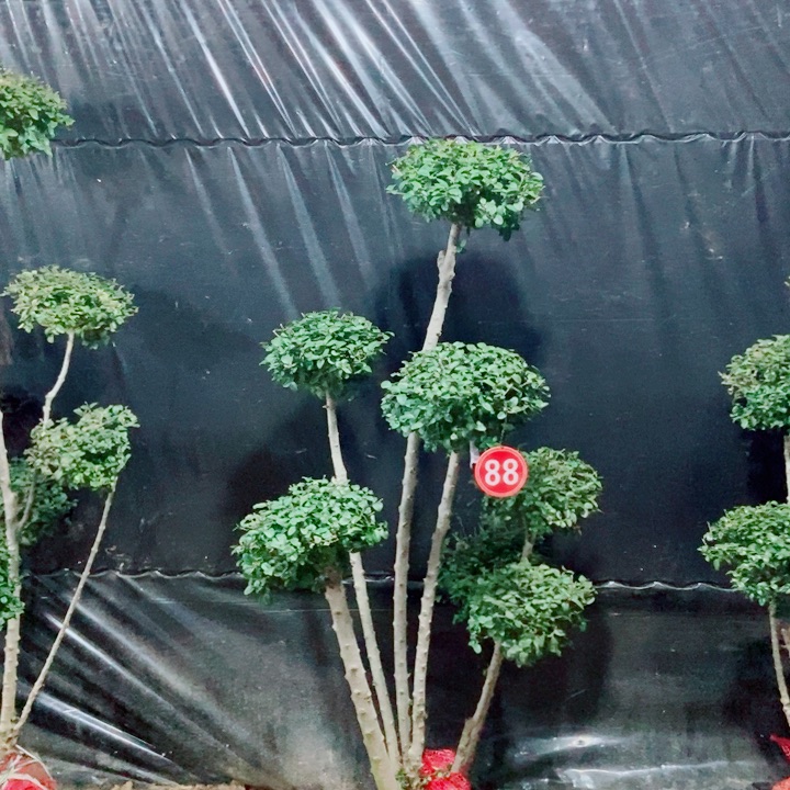 画*一物一拍一物一拍