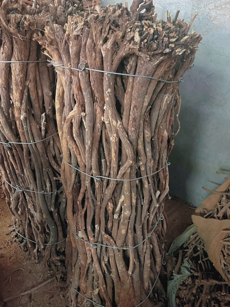 甘肃大山深处老红芪整棵全干货