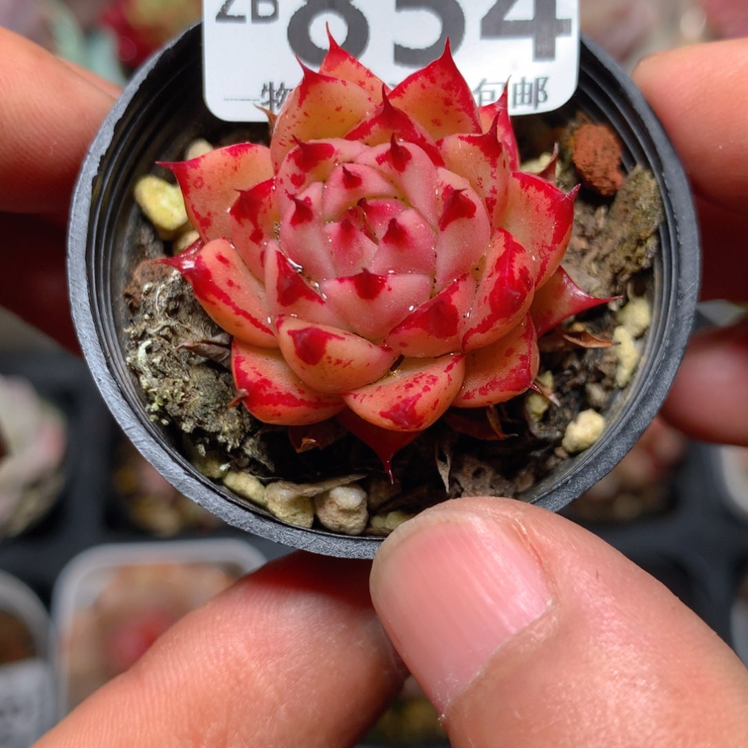 5CM拇指盆精控多肉ZB854