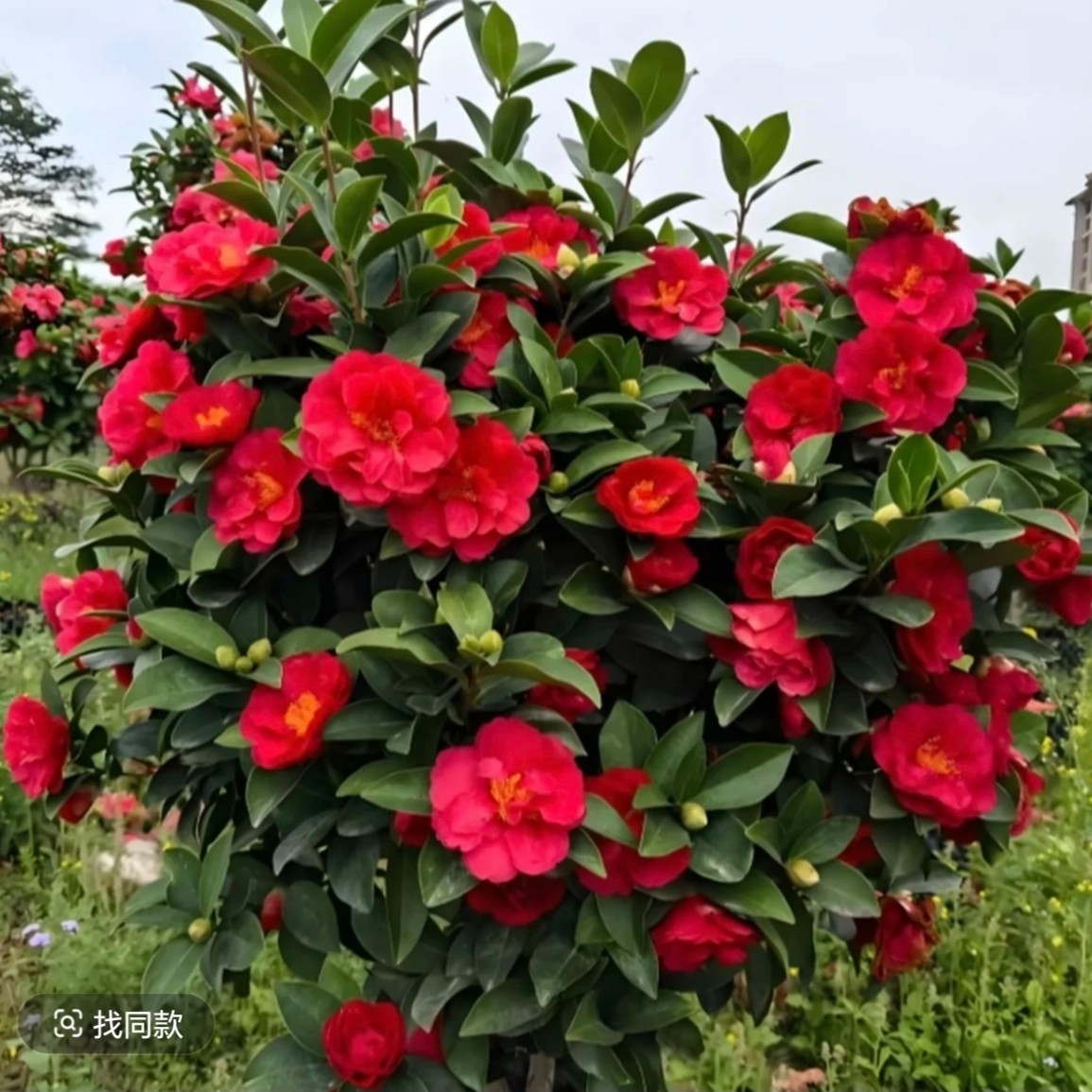 【70 - 85cm】带花苞大红赤丹茶花原盆原土带花苞四季开花