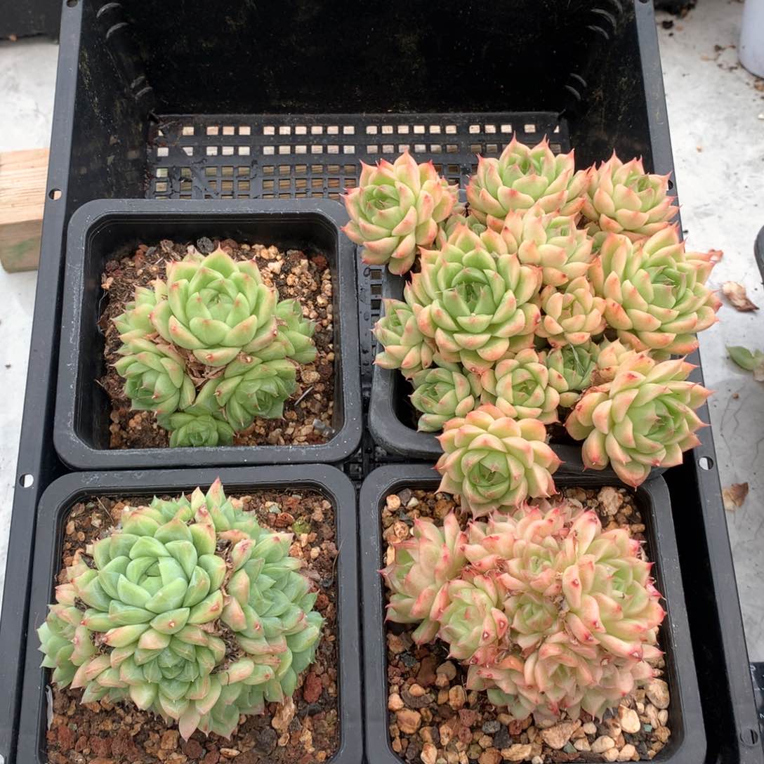 预热双11 4颗 1019-m28