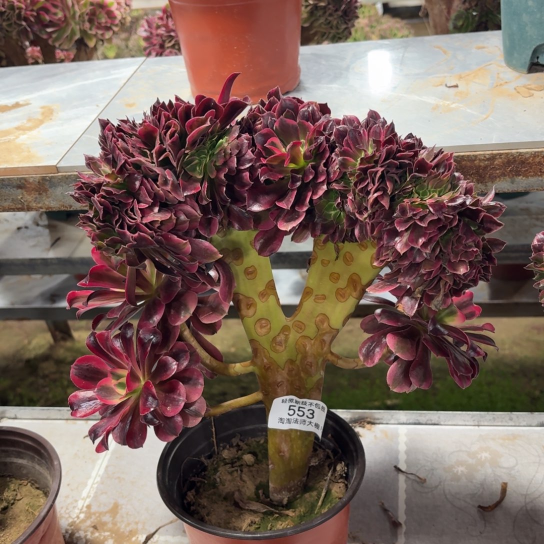 553美杜莎缀化多肉植物法师