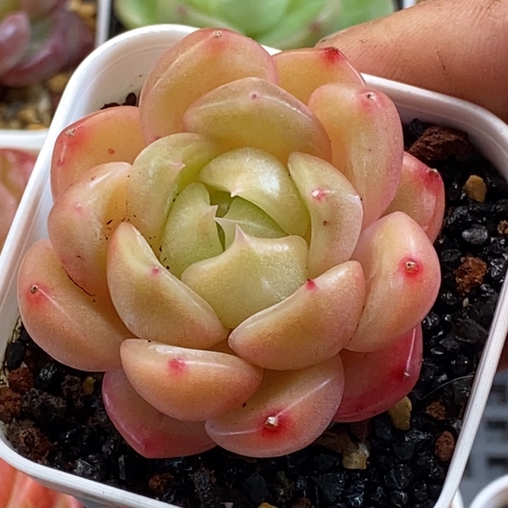 天官赐福百无禁忌