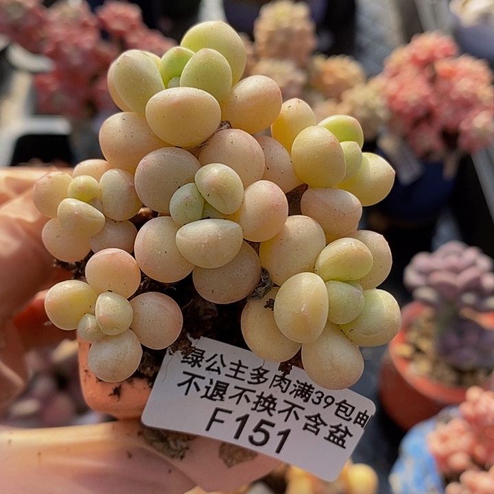 萤火虫6cm151多肉植物