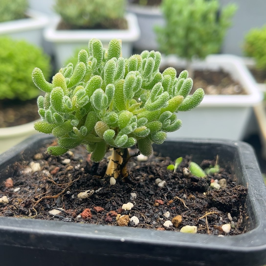^***月昕宝冰晶枝干番杏