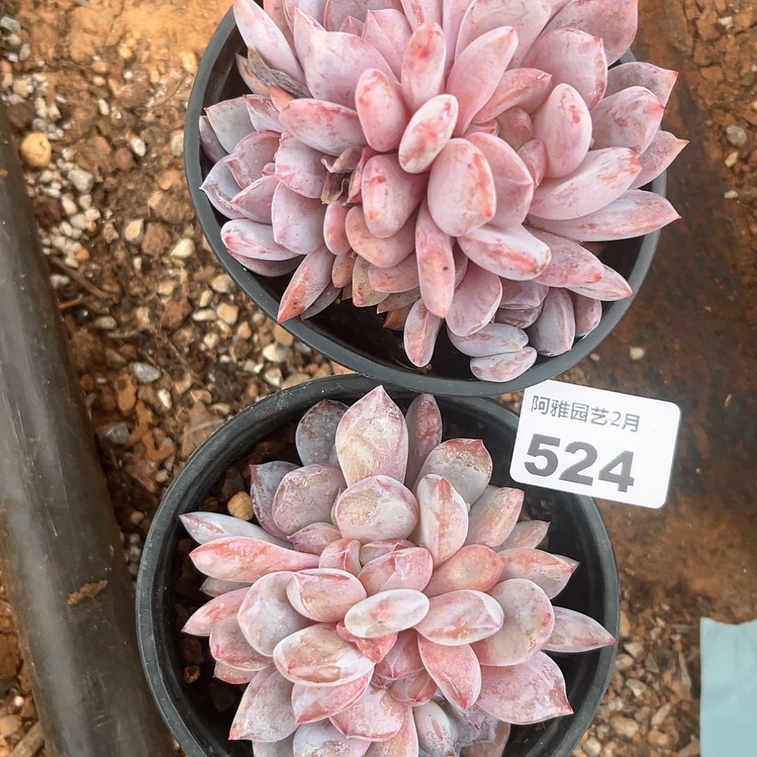 阿雅园艺。       524