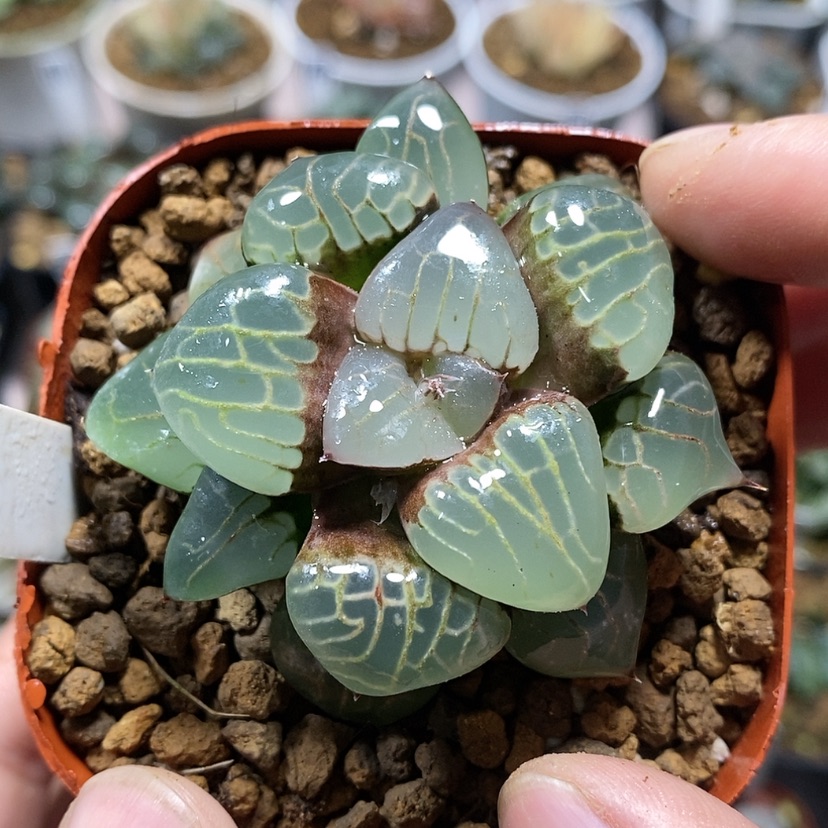 【闪购商品】91葡萄