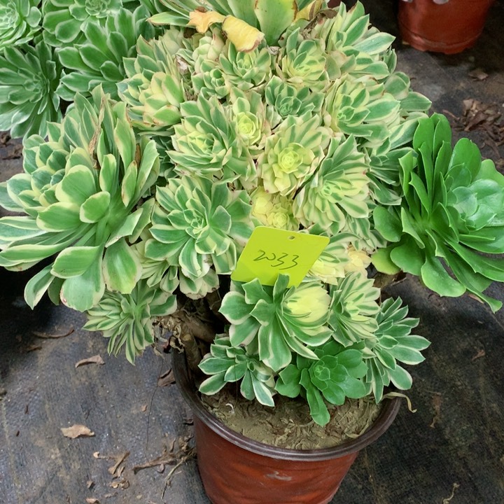 2033艳凝多肉一物一拍