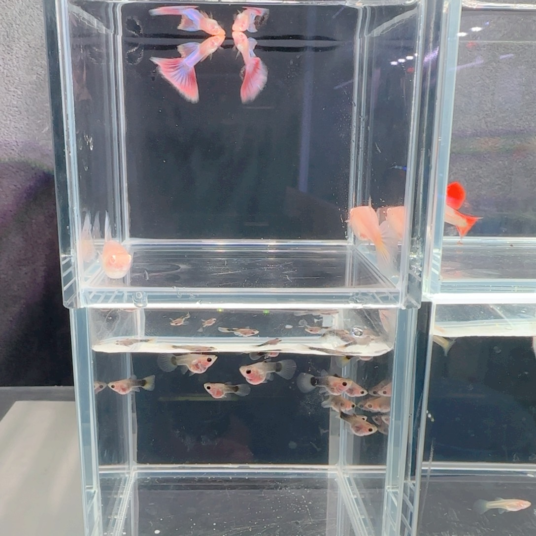 海水天使彩虹孔雀鱼2对