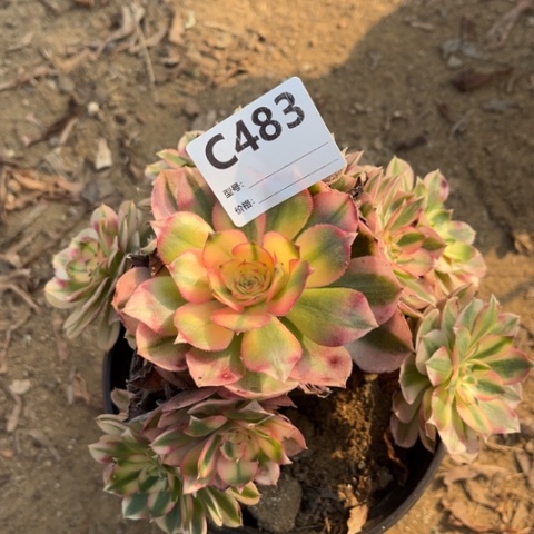 多肉植物倾成捧花