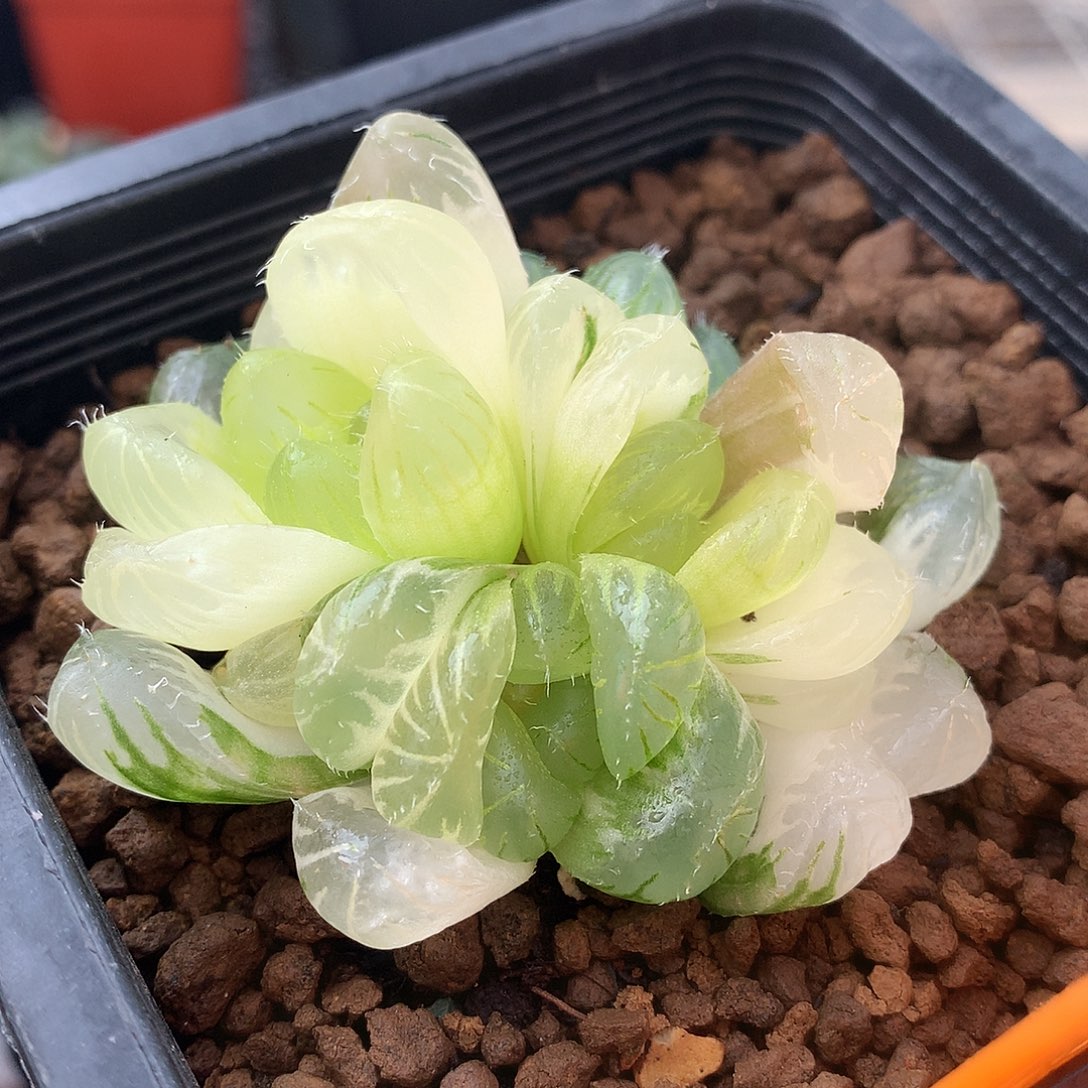 水晶杂交玉露锦一物一拍