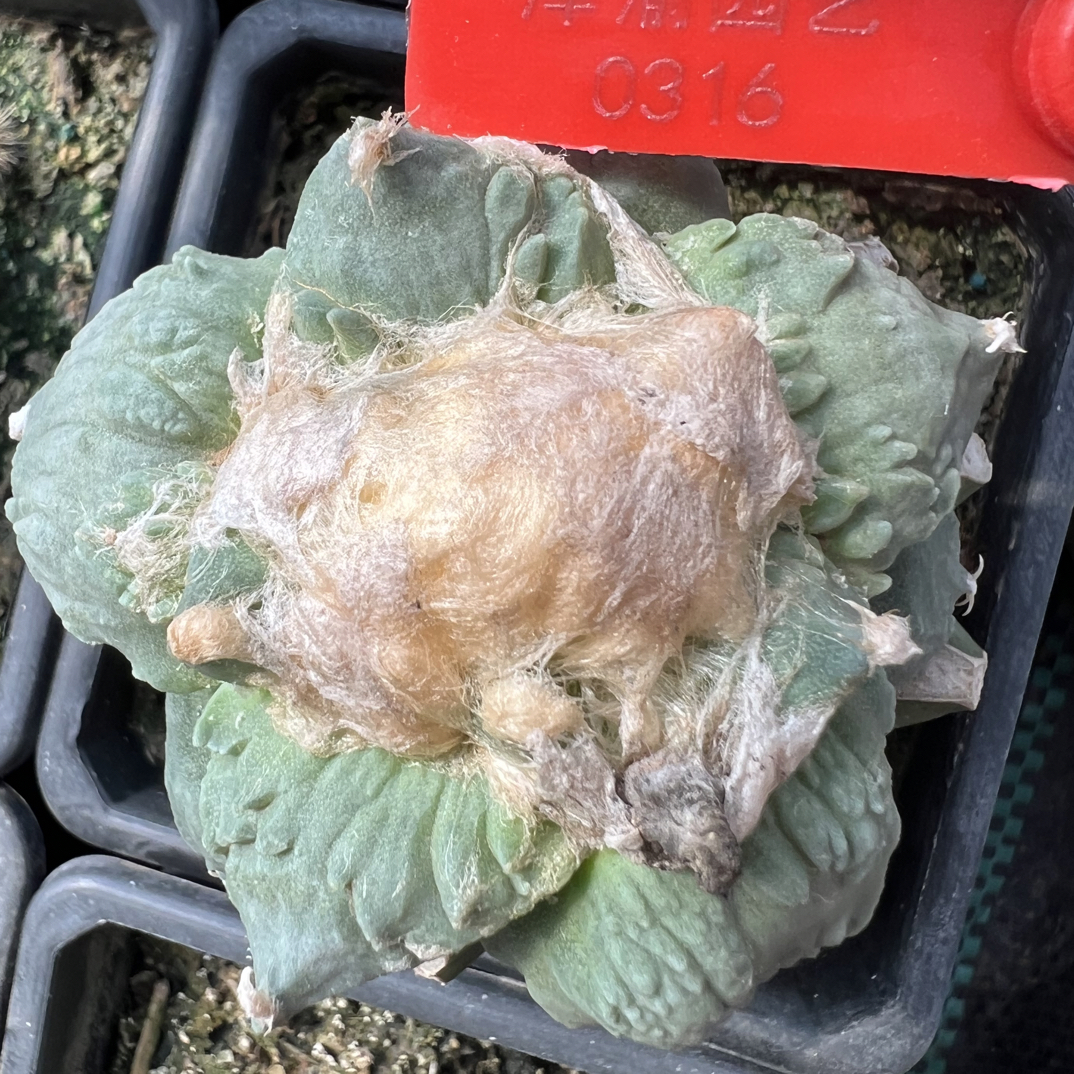 0316号草球苗接怒涛牡丹，辛顿牡丹，黑牡丹，各种牡丹锦，一物一拍
