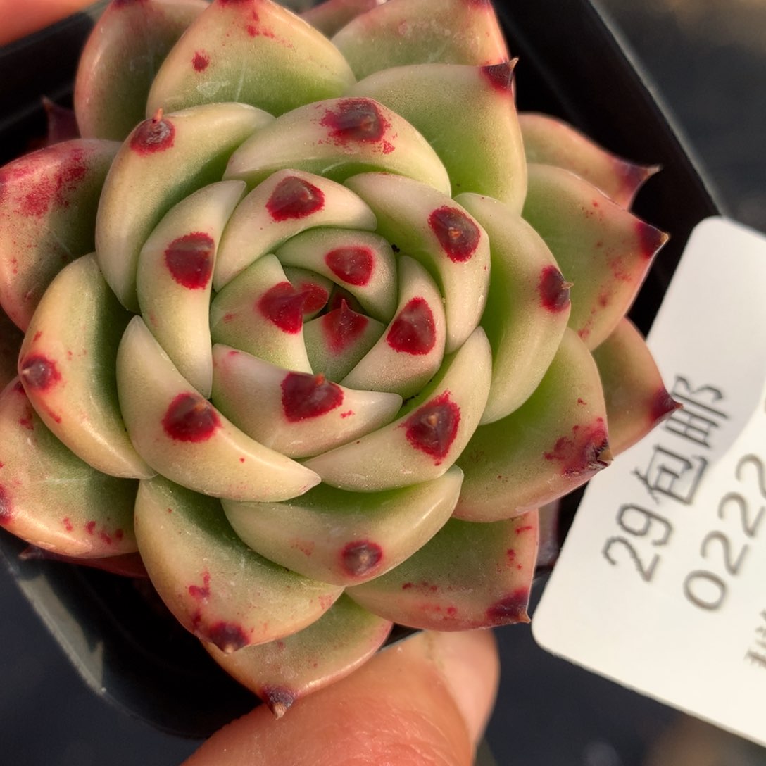 0222-22 超级蓝龙