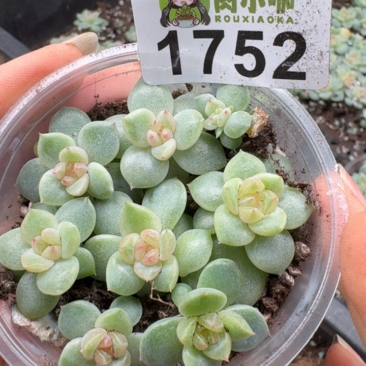 多肉植物多肉植物