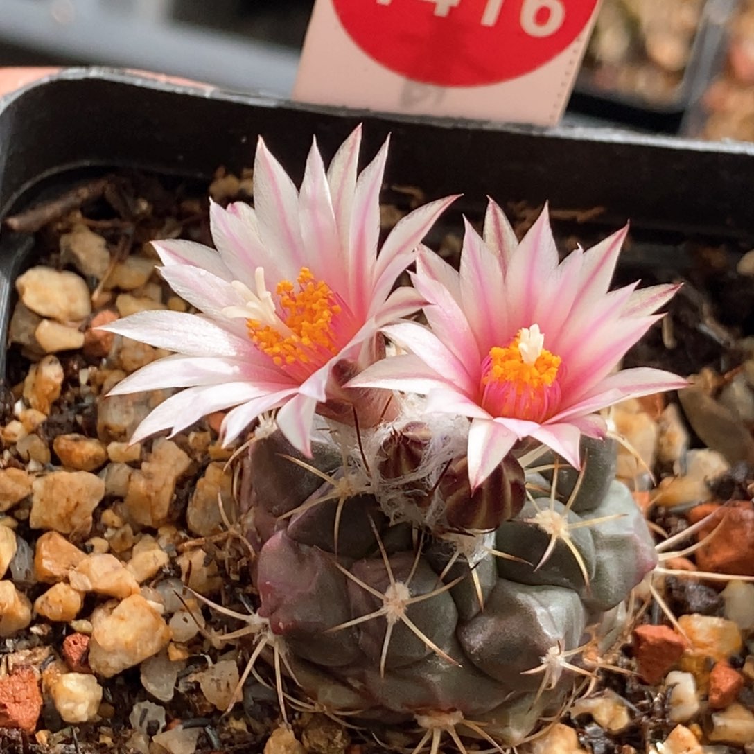  实生刘氏丸娇丽2.9cm侧面有斑