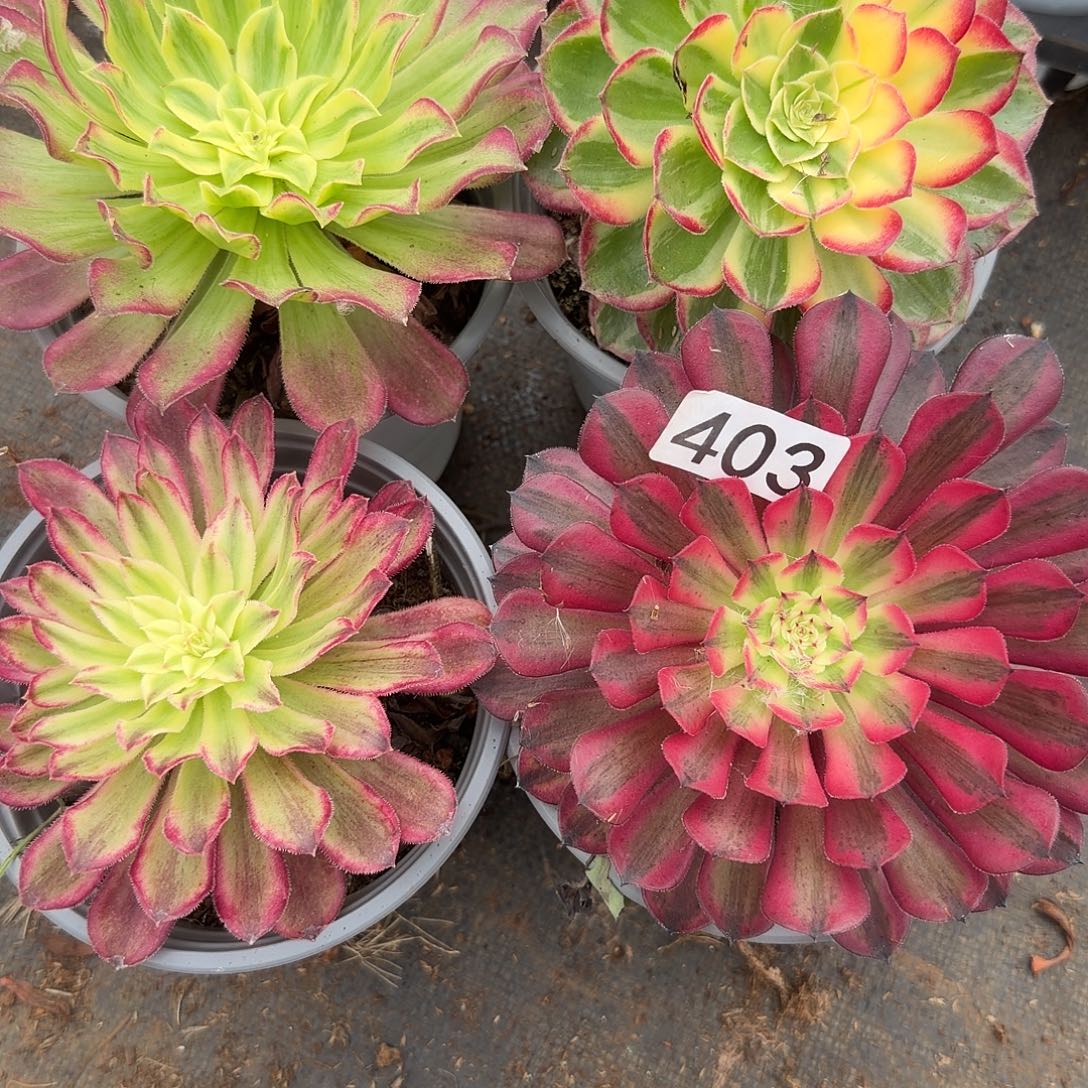 403多肉法师4颗组合，偏远地区顺丰到付