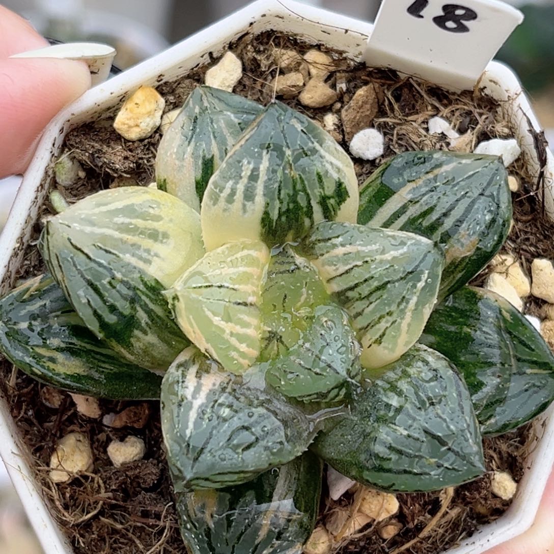 18玉潭寿锦福利专场