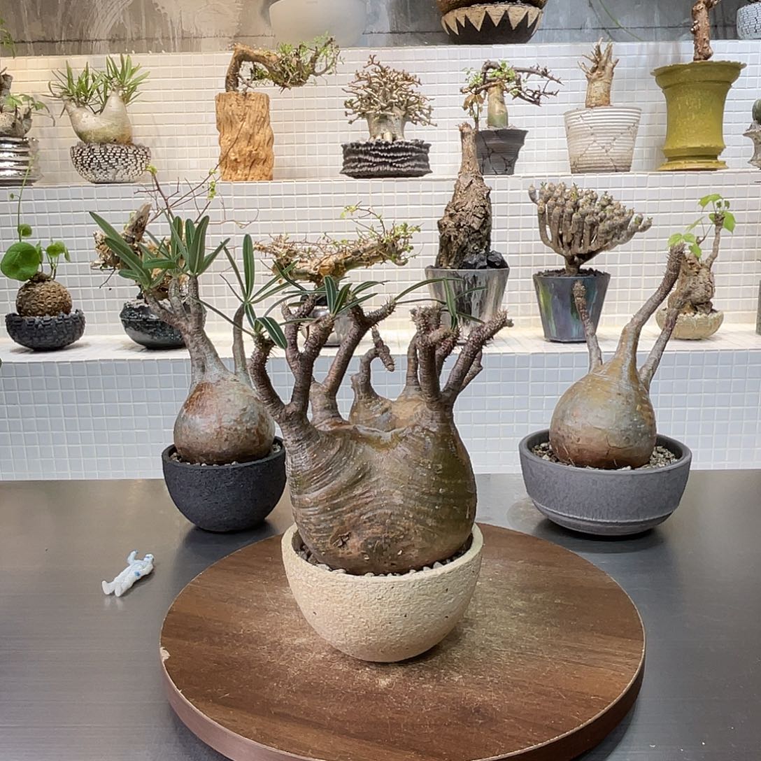 有根象牙宫一物一拍