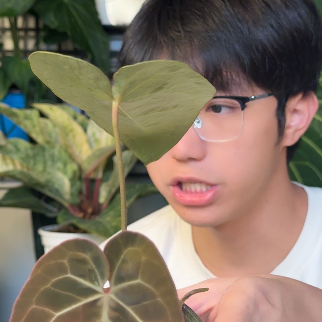 完全开放哥伦比亚水晶E61