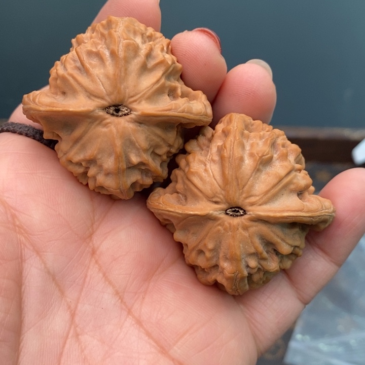 核桃图图44尺核桃