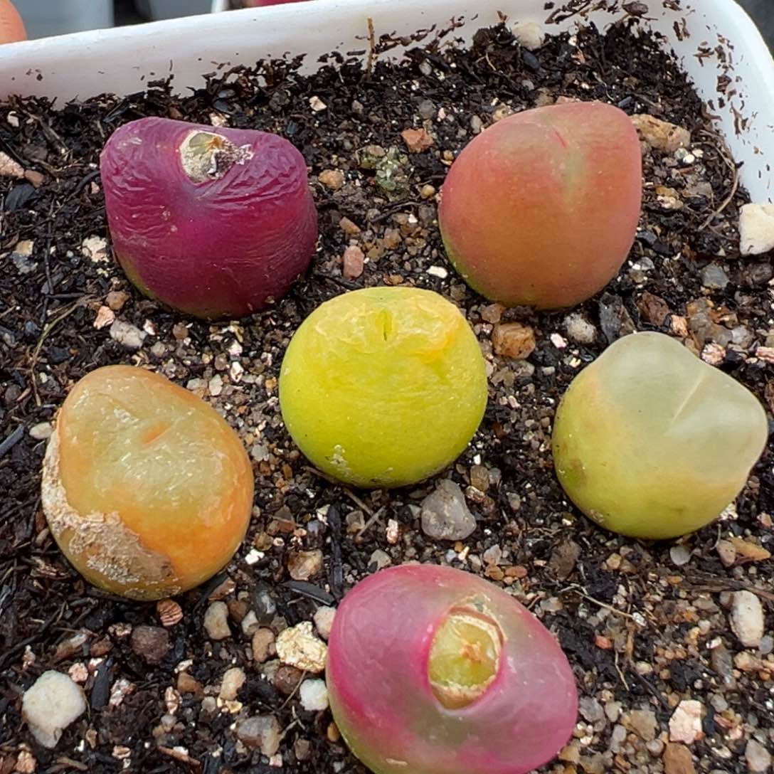 2.18好看的多肉306