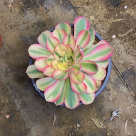 倾城带侧芽多肉3838