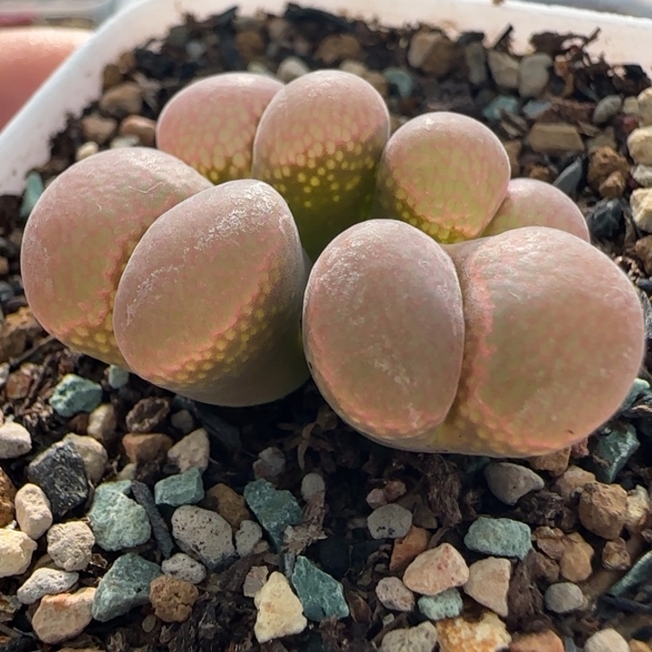 多肉植物粉C群母本7号