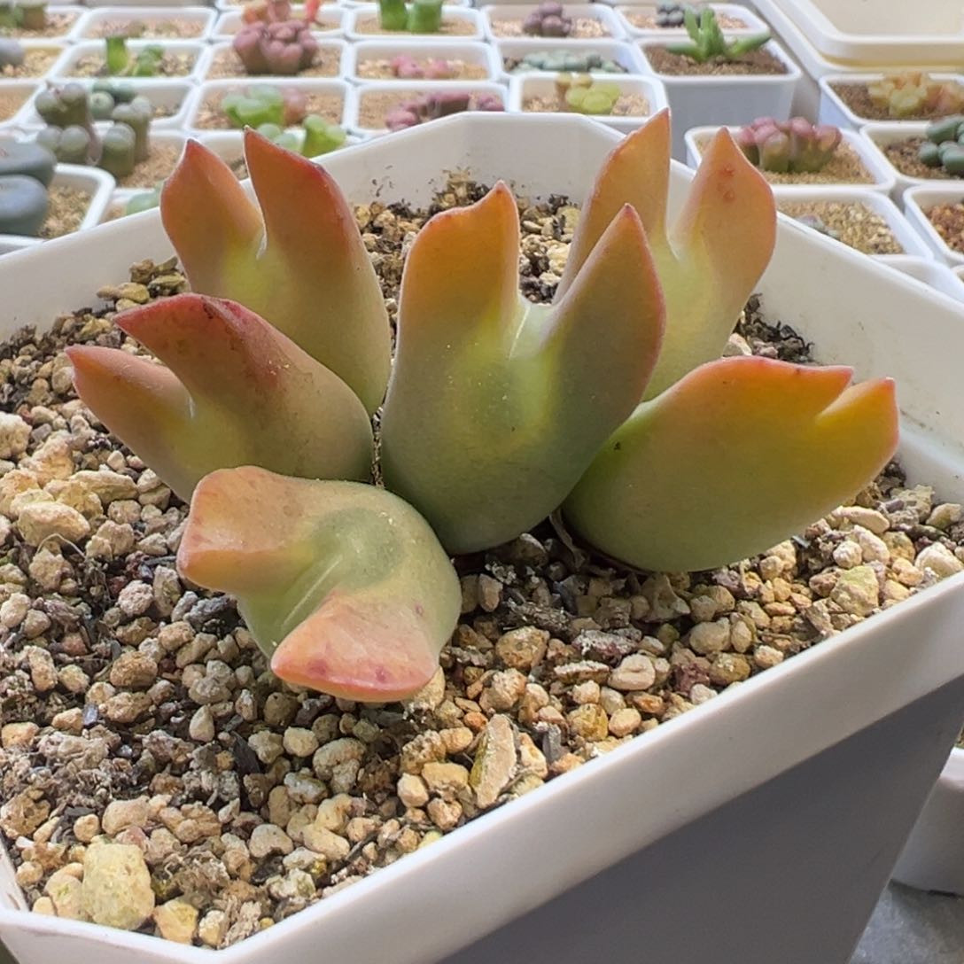 i*包豆包专拍 肉锥植物