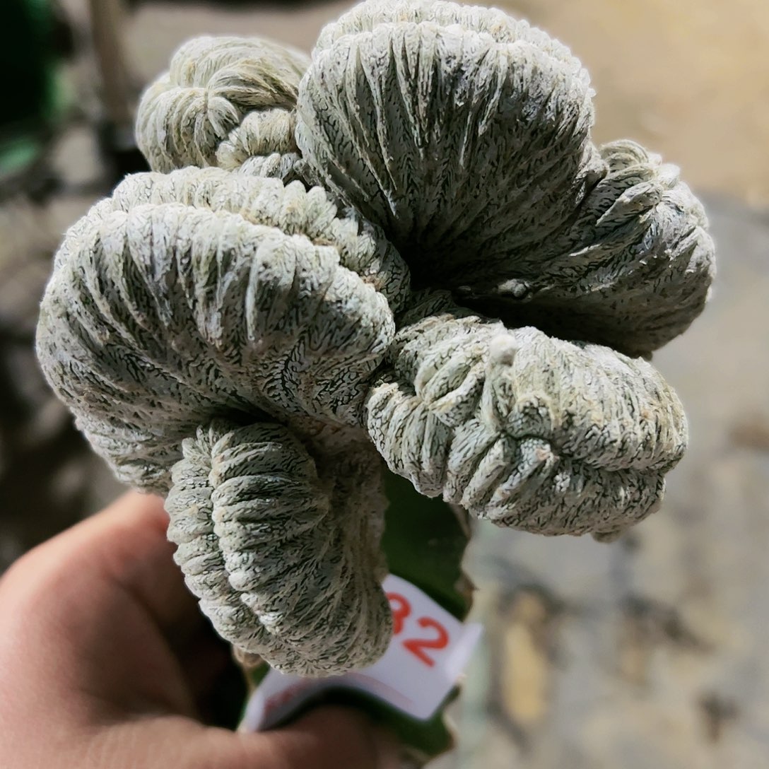 恩种缀化仙人球582