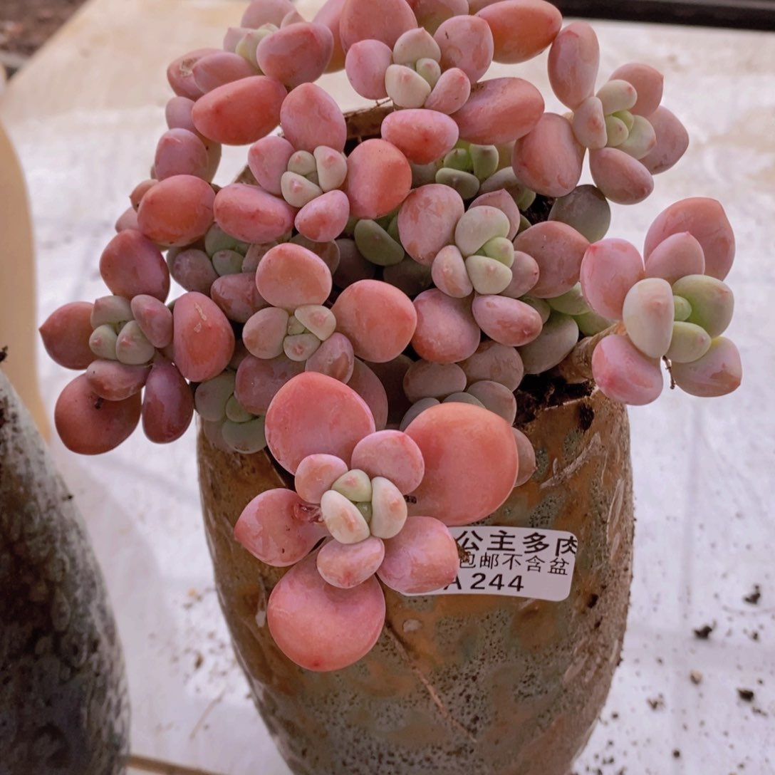樱花洛神13cm244多肉植物