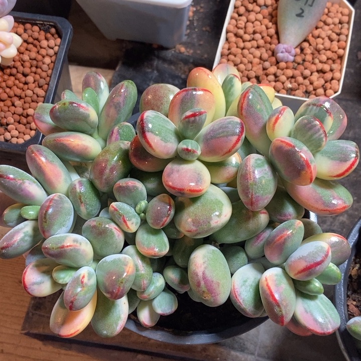 乒乓福娘锦多肉植物