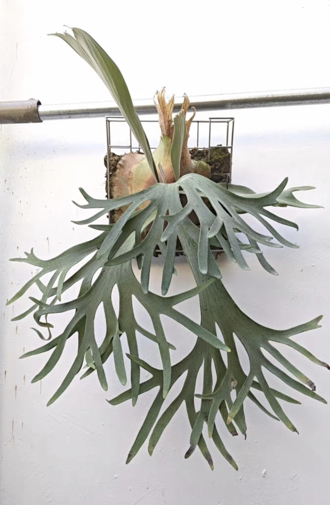 塞尔索鹿角蕨，雪白绒毛，板植挂墙装饰网红热植