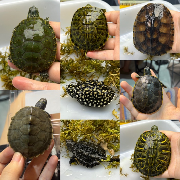 龟龟盲盒套餐随机发货