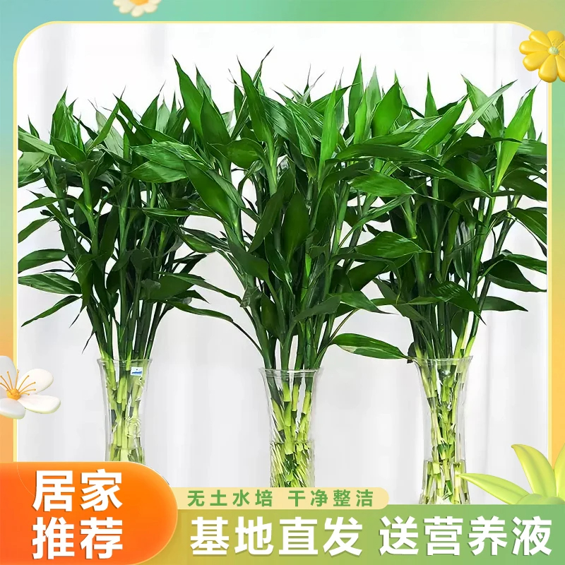 富贵竹中竹80-90厘米室内办公室净化空气绿植花卉四季水养好