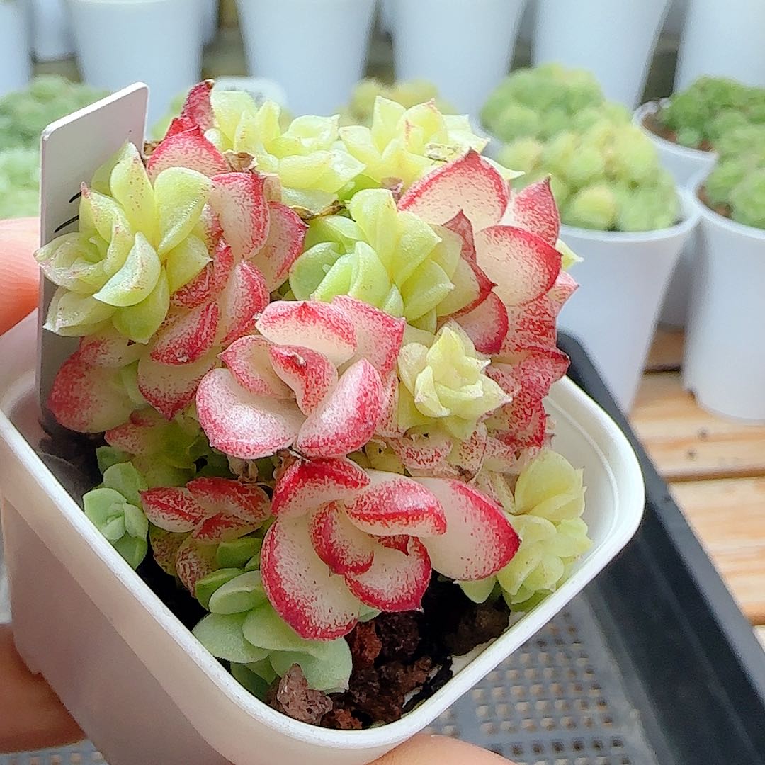 【闪购商品】0909-3（ht-97）