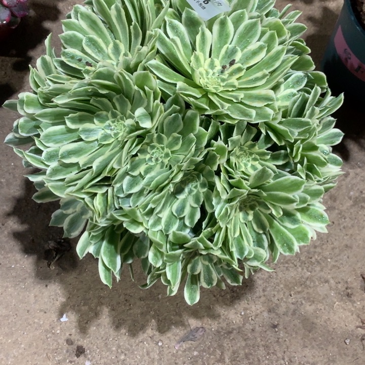 1276碧浪多肉植物