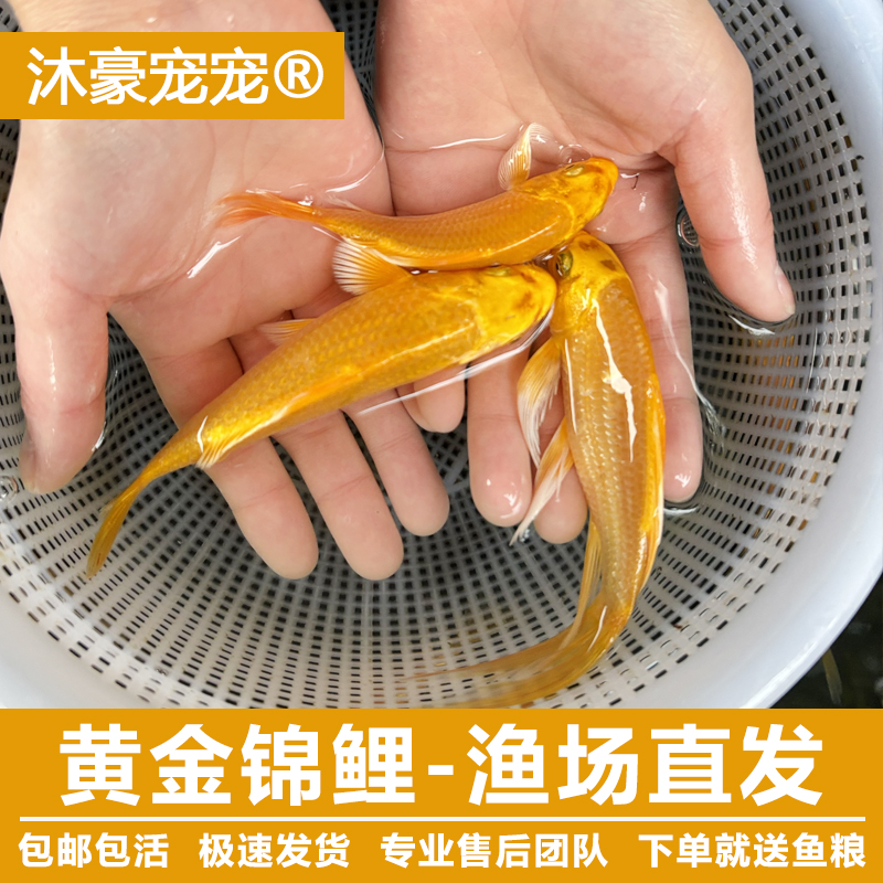 沐豪宠宠【黄金锦鲤】招财鱼锦鲤龙凤小鱼苗观赏鱼冷水鱼