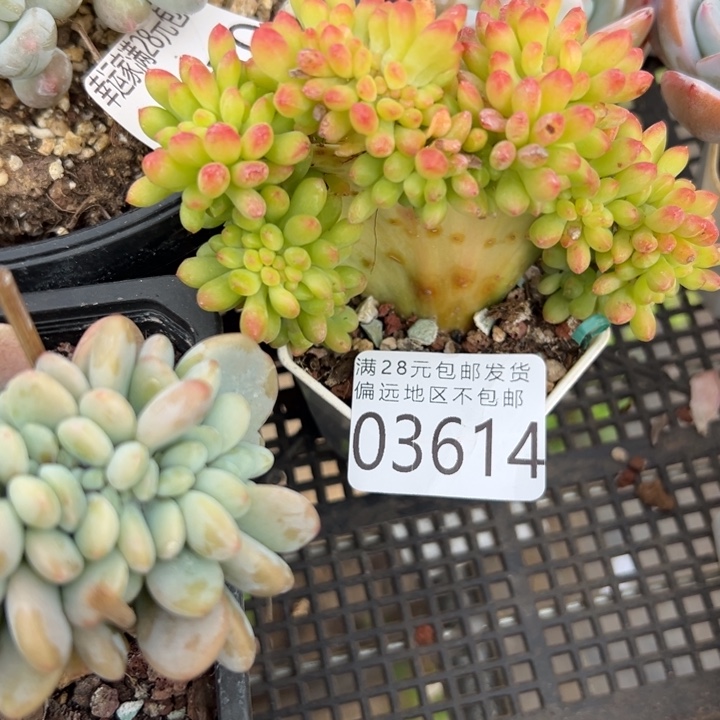幸运儿是一位非常优秀且非常