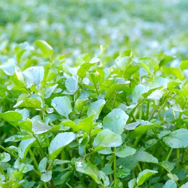 【全店拼满5包包邮】西洋菜 种子包装袋13x19厘米 每包约200粒左右