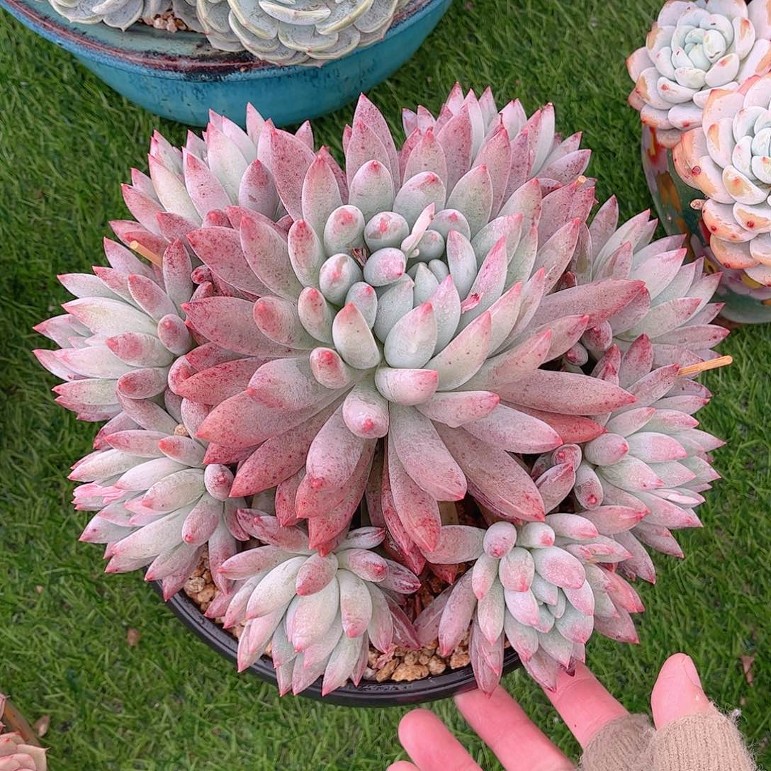 韩版所罗门捧花多肉