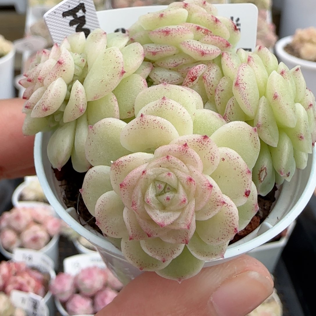 【闪购商品】0129-22（fm-28）