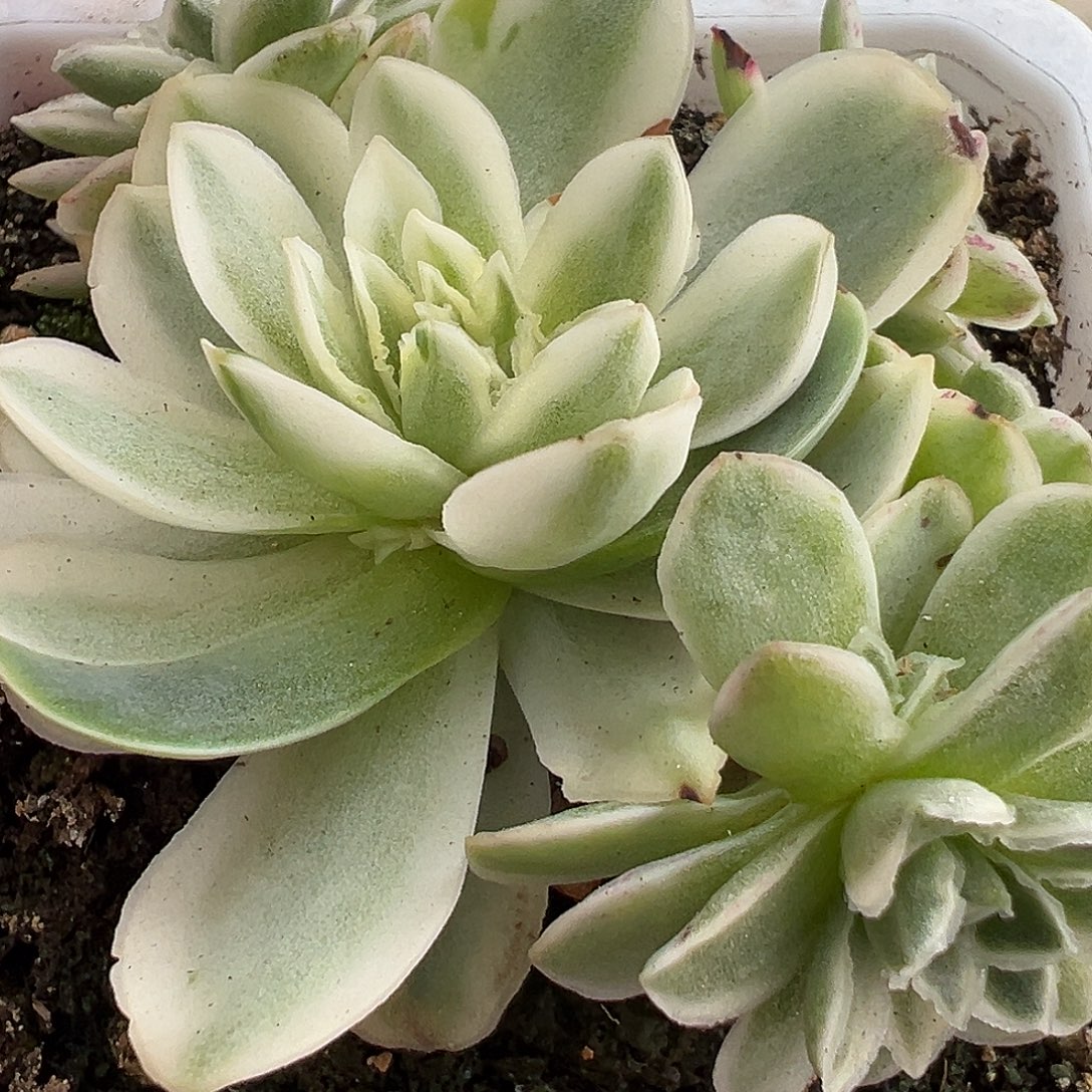 山地玫瑰锦秋夕982号