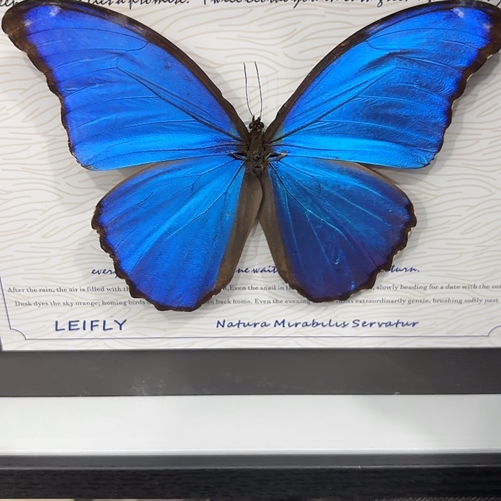神***乐蝴蝶标本定制247@