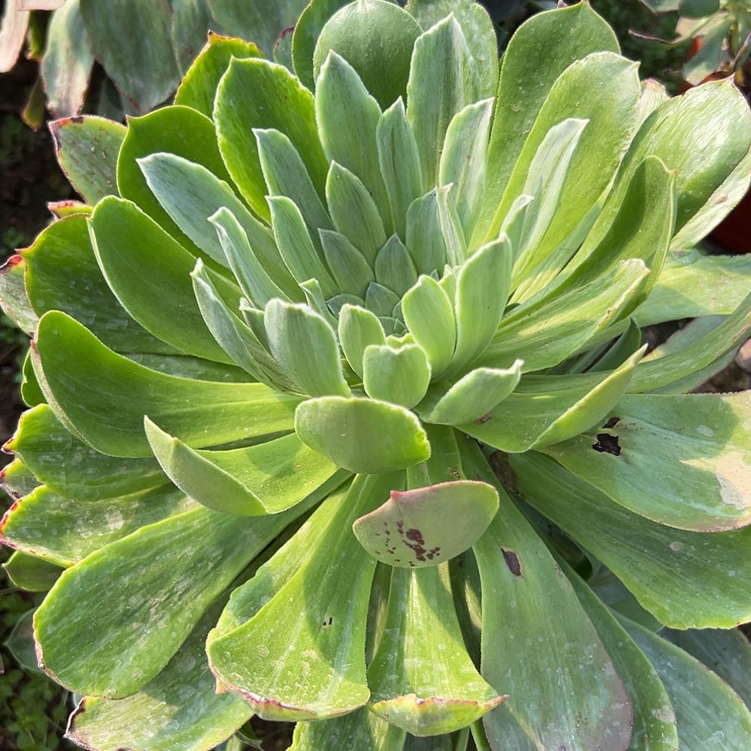 多肉植物加州白拉丝