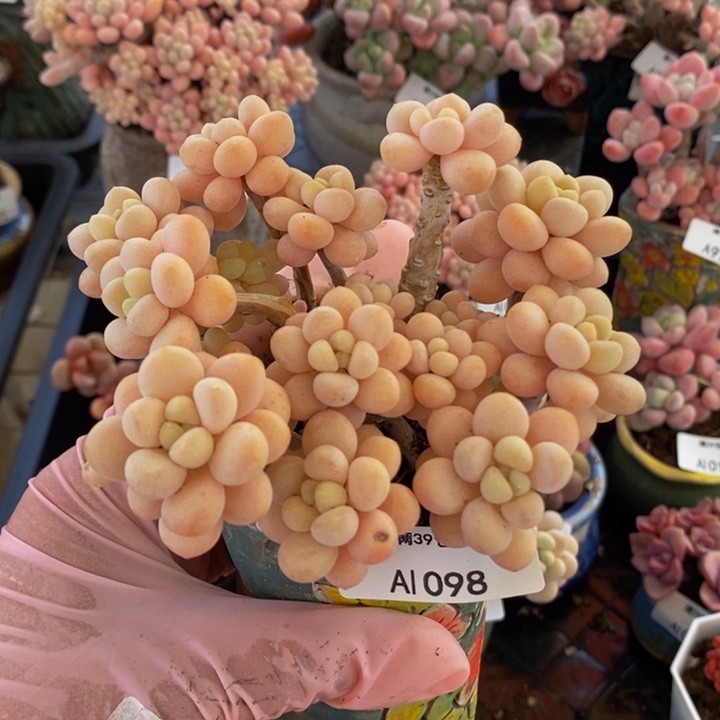 洛可可10cm1098多肉植物