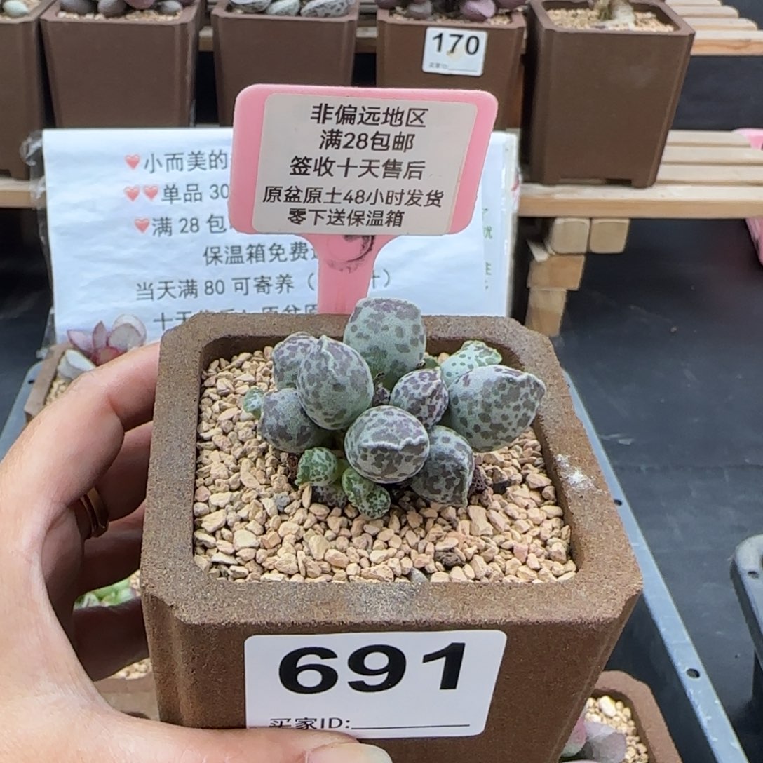 691达摩海豹多肉植物