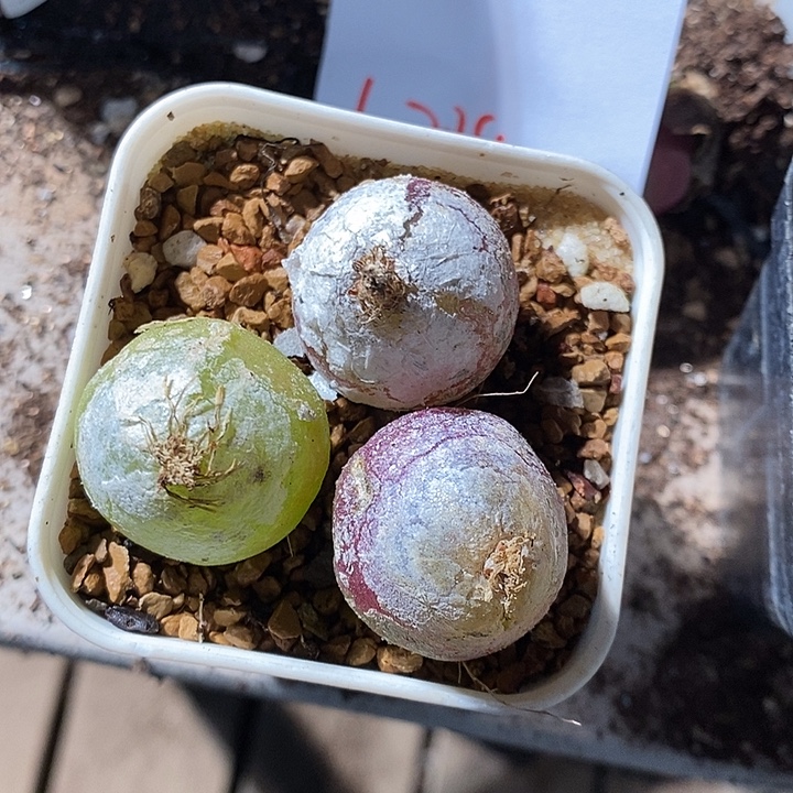 樱****4389。  一组有瑕疵。   